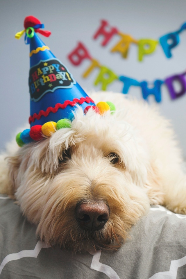 Грустный белый пес отмечает день рождения