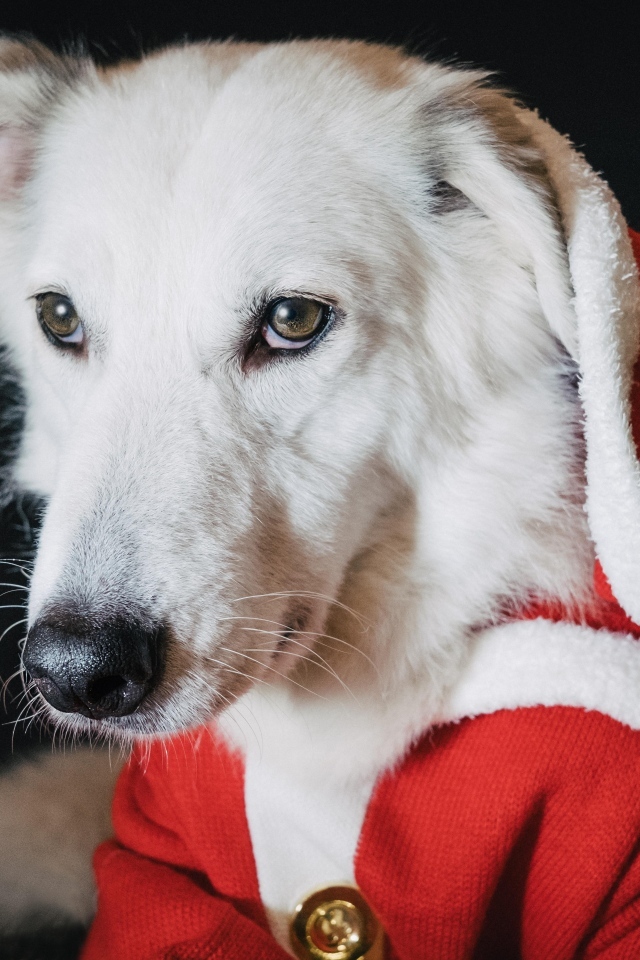 Грустная белая собака в красном костюме
