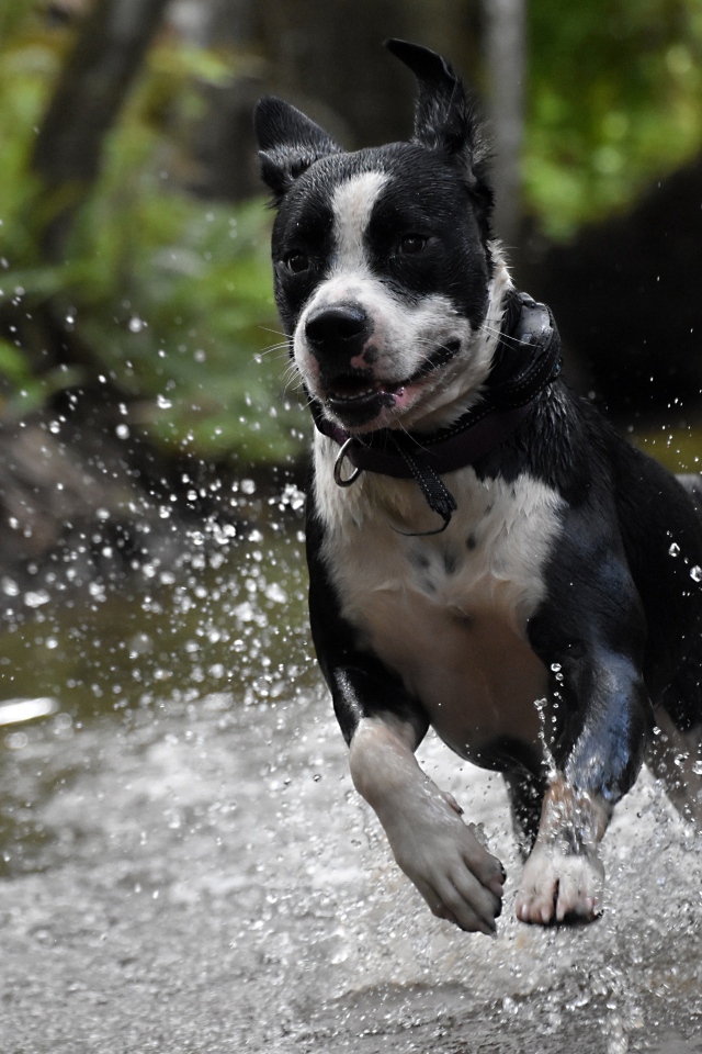 Довольный пес бежит по воде
