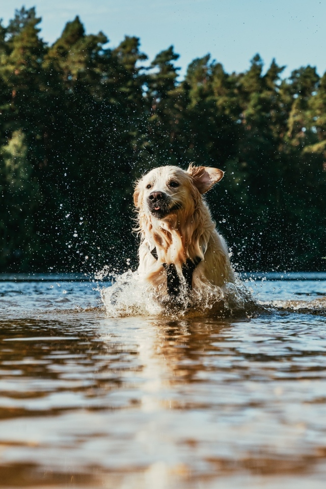 Довольный золотистый ретривер бежит по воде