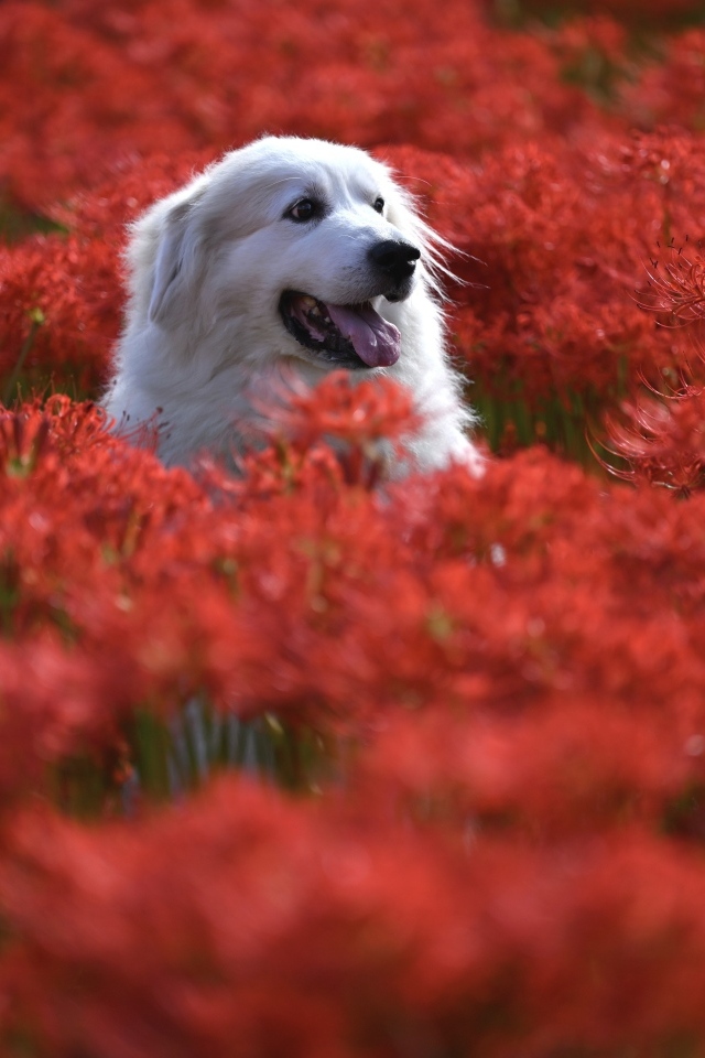 Довольный золотистый ретривер сидит в красных цветах