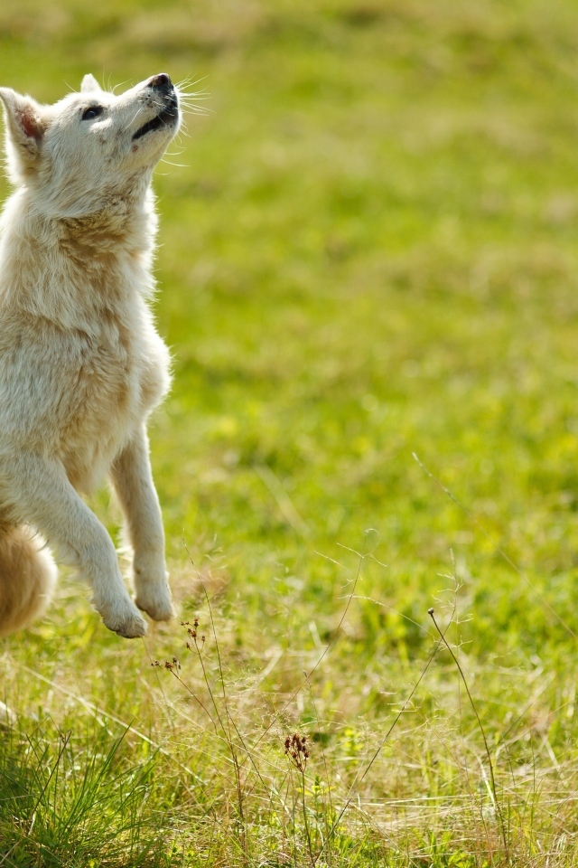 Довольная белая собака играет на зеленой траве
