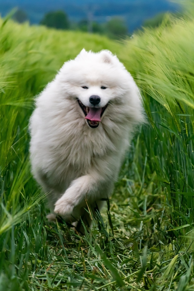 Довольный белый пес бежит по зеленой траве