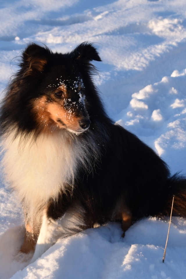 Собака породы шелти сидит на снегу