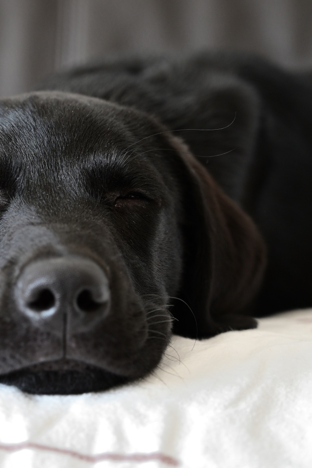 Спящий черный лабрадор на кровати 