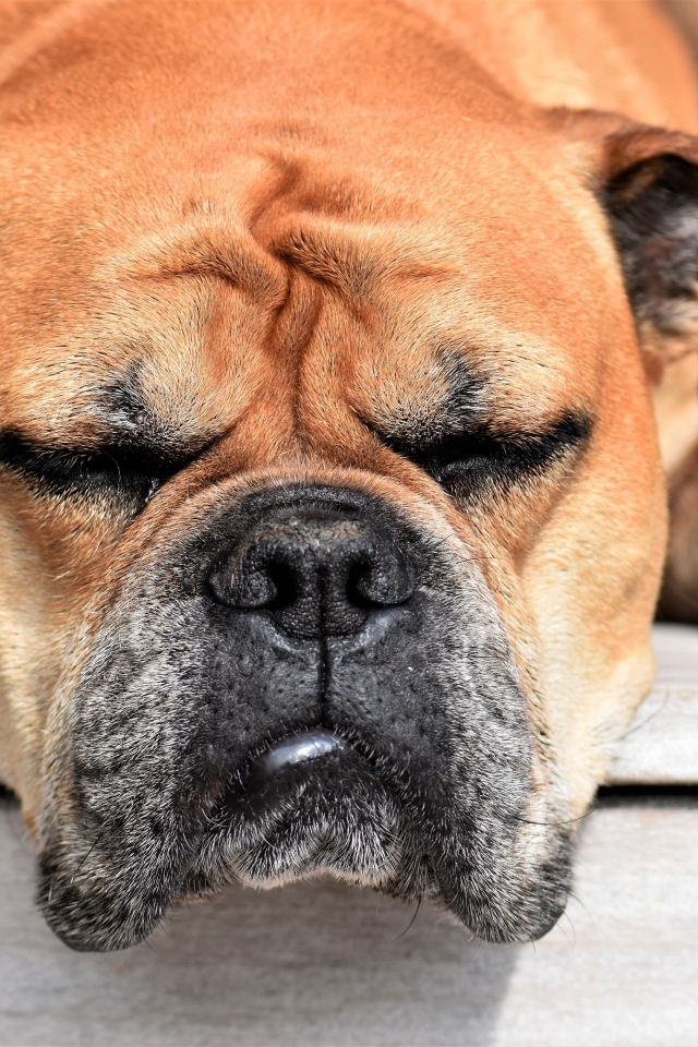 Спящий бульдог греется на солнце 