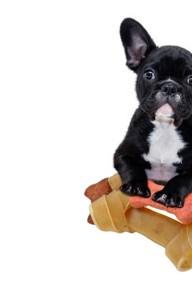 Маленький черный французский бульдог с игрушками на белом фоне