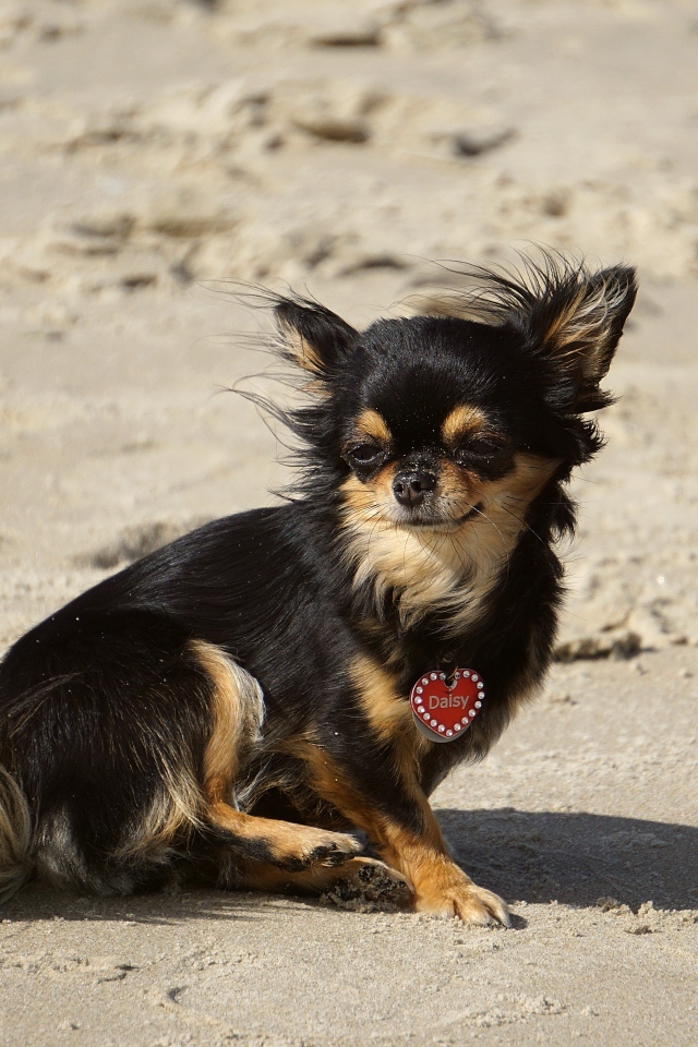 Маленькая собака чихуахуа сидит на песке 