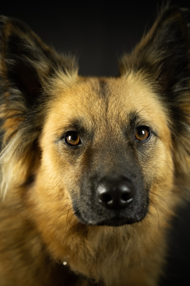 Умная морда собаки на черном фоне