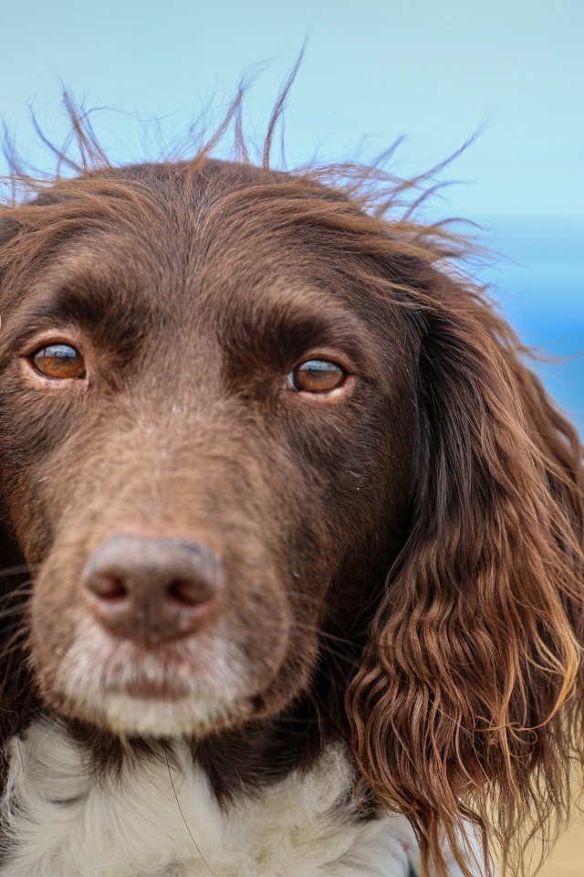 Спаниель с грустными глазами
