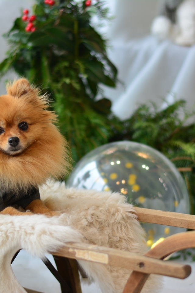 Шпиц сидит в деревянных санях