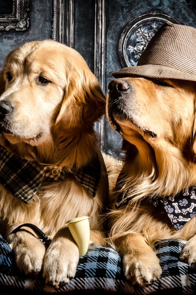 Стильные собаки породы золотистый ретривер
