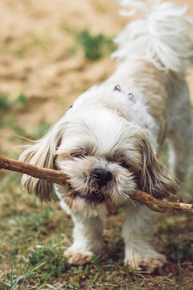 Собака принесла большую палку