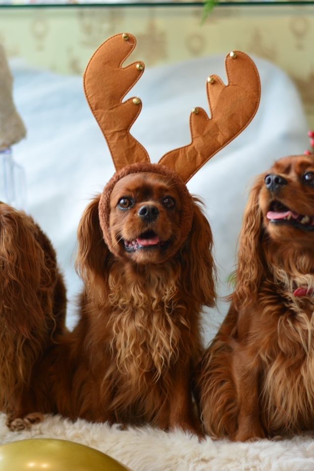 Три породистые собаки позируют для фото 