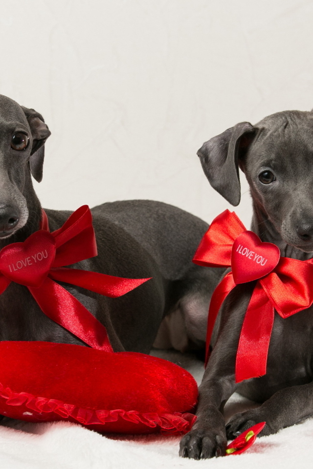 Две собаки итальянская борзая на белом фоне