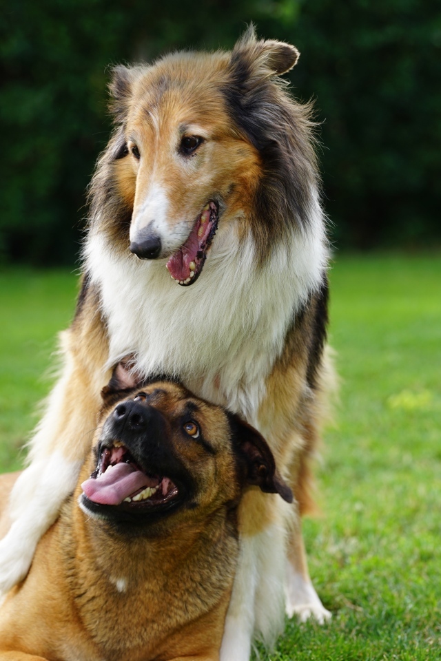 Две собаки играют на зеленой траве