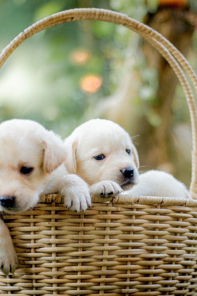 Два маленьких щенка золотистого ретривера в корзине