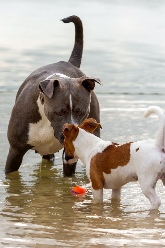 Две породистые собаки знакомятся в воде