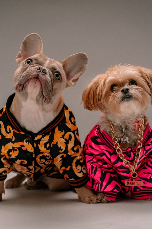 Две породистые собаки в костюмах на сером фоне
