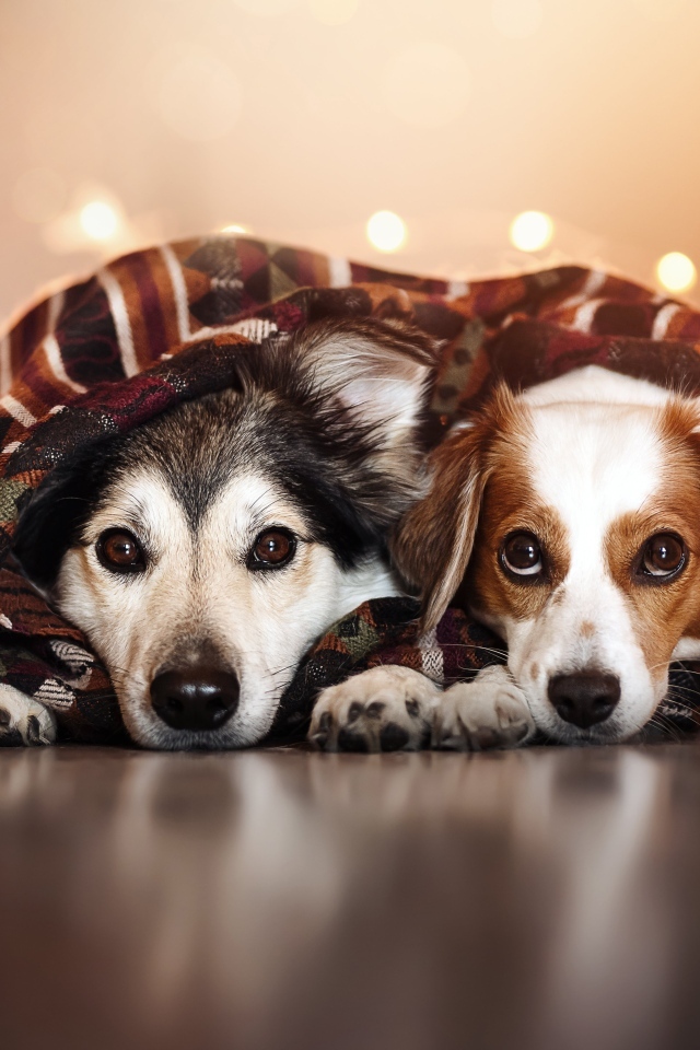 Два породистых пса лежат под одеялом