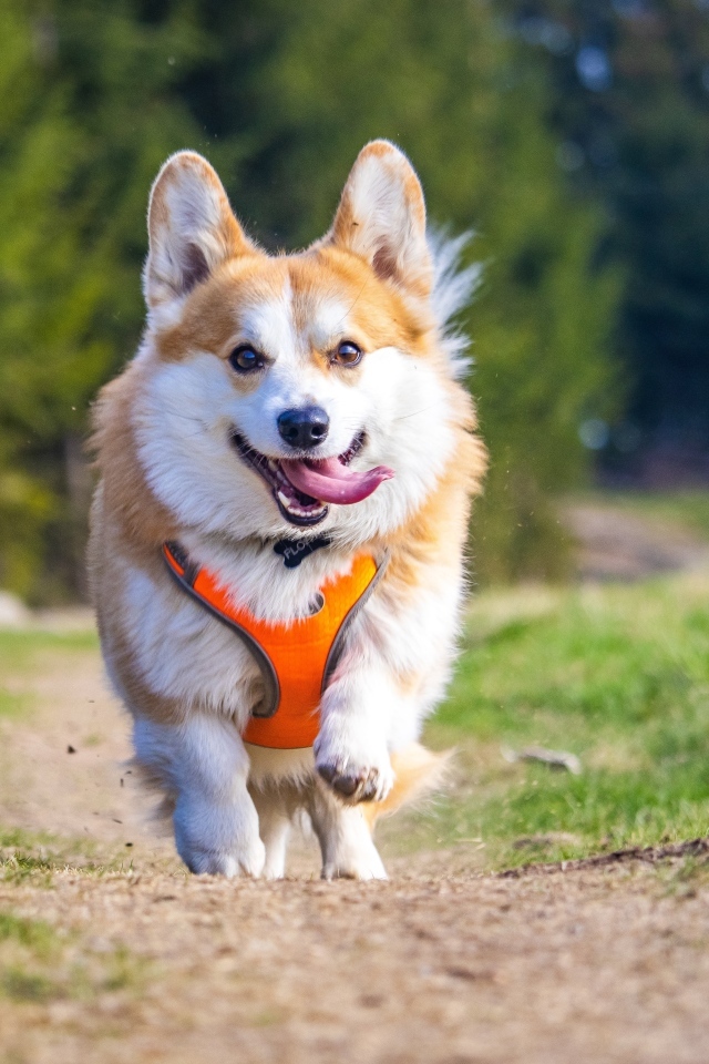 Пес породы вельш корги с высунутым языком