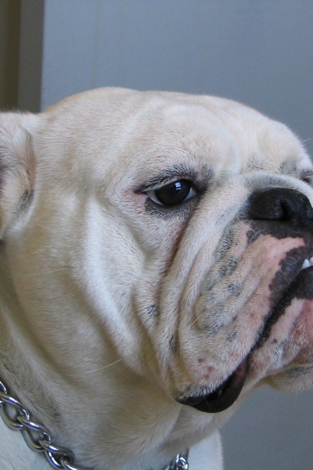 Белый бульдог с ошейником