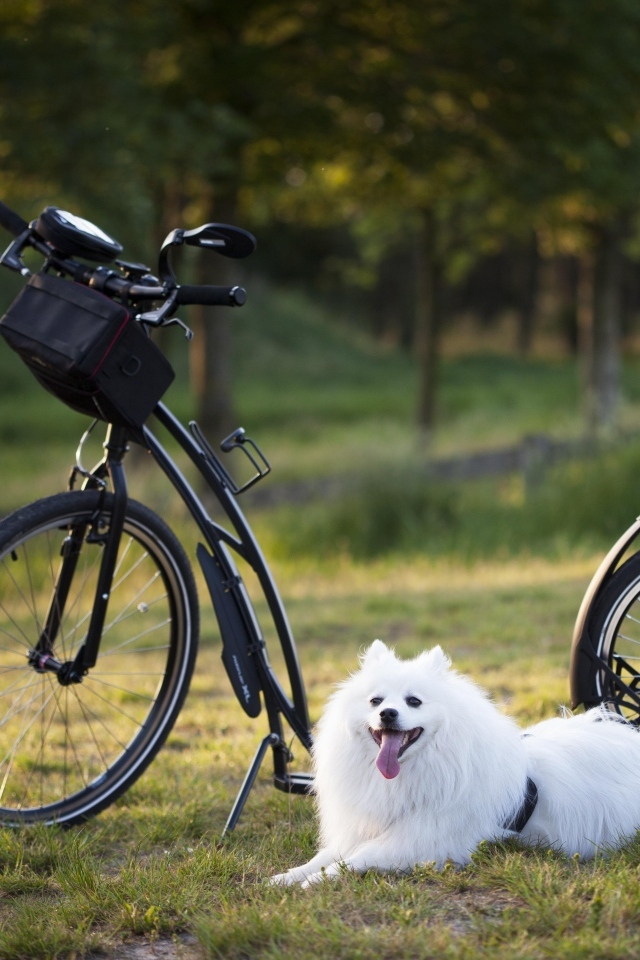 Белая собака с велосипедом
