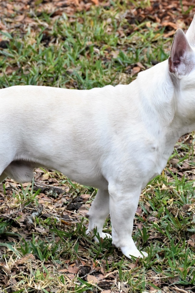 Белый французский бульдог вид сбоку