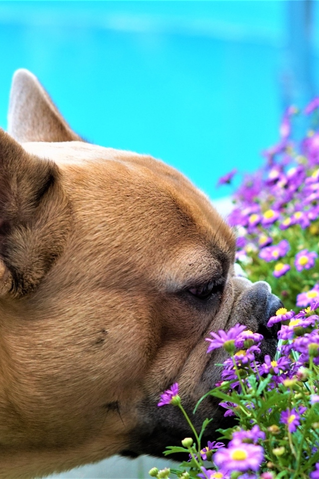 Французский бульдог нюхает цветы