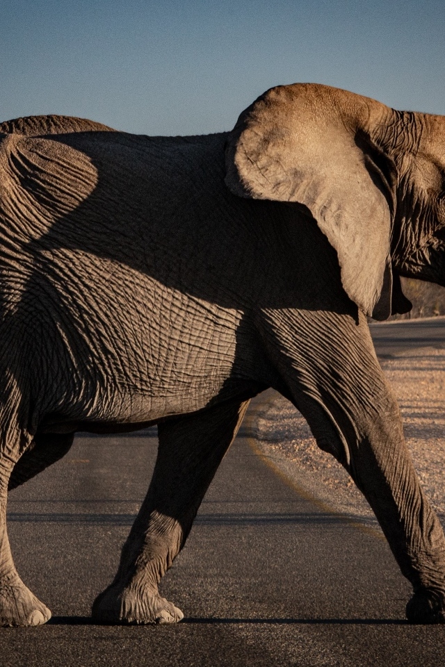 Большой серый слон переходит дорогу