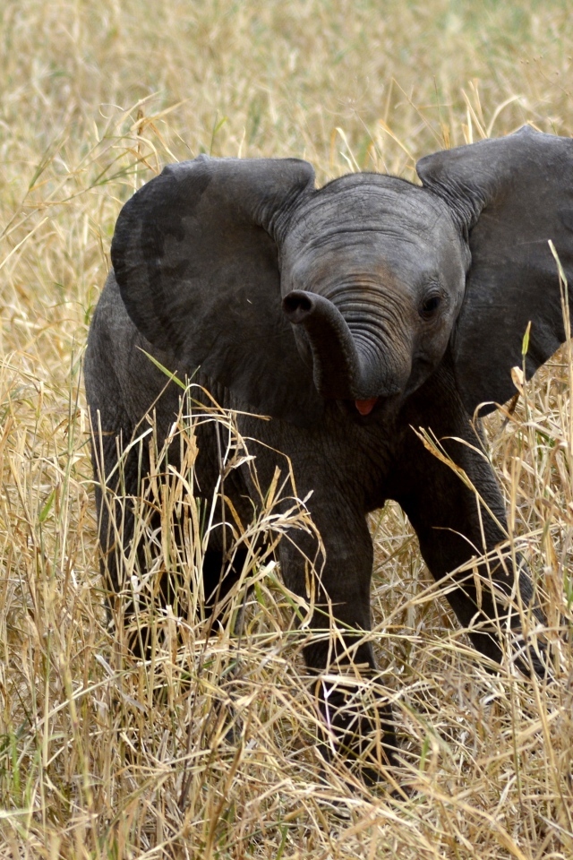 Маленький слоненок в траве 