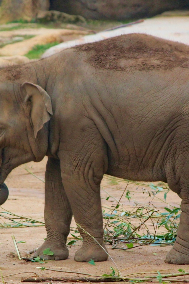 Маленький серый слоненок в зоопарке
