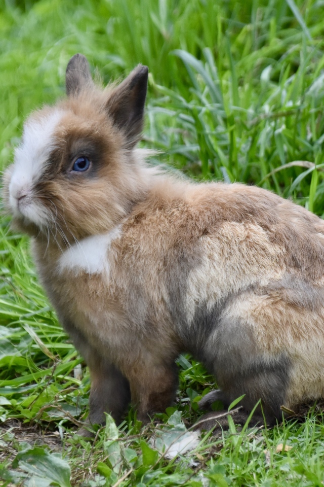 Красивый декоративный кролик на зеленой траве