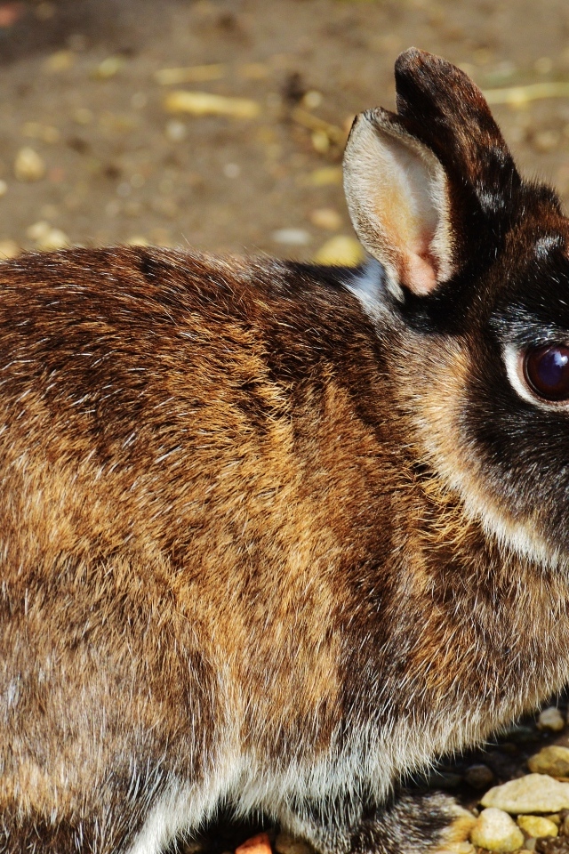 Красивый кролик крупным планом