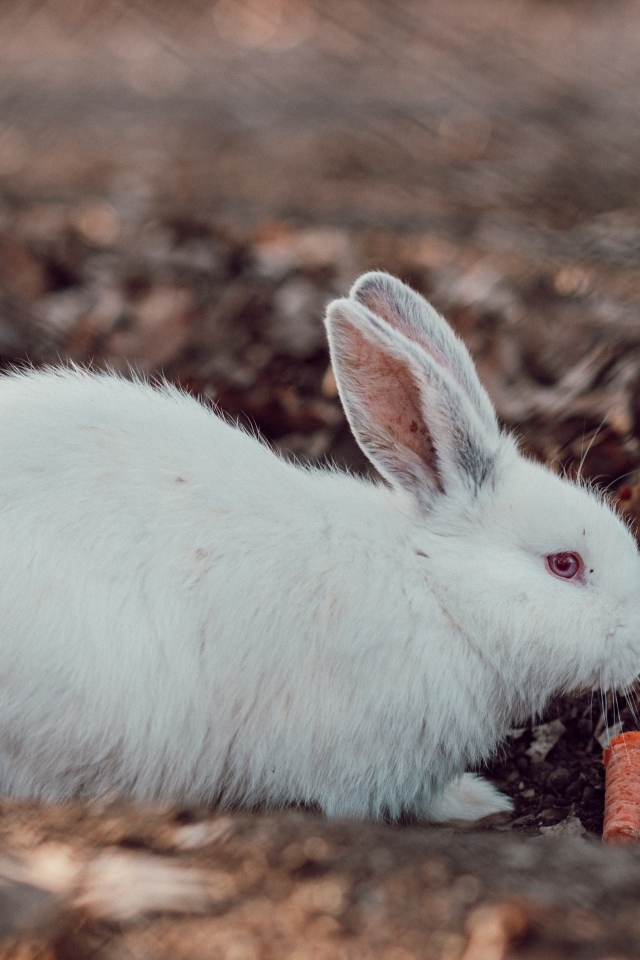 Большой белый кролик  с морковью 