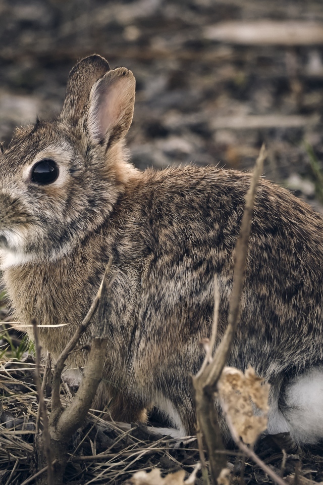 Большой дикий серый заяц