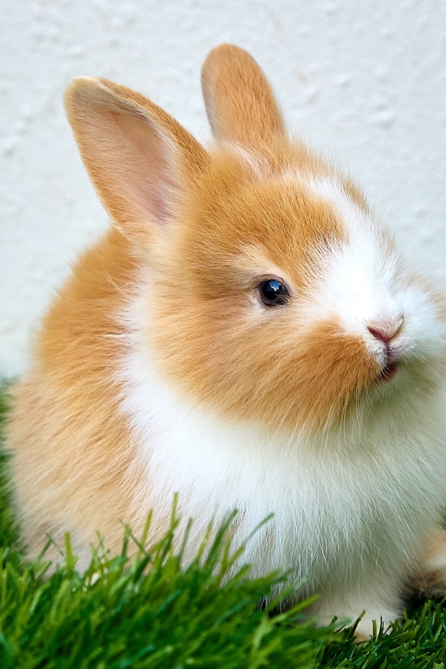 Маленький милый декоративный кролик на зеленой траве