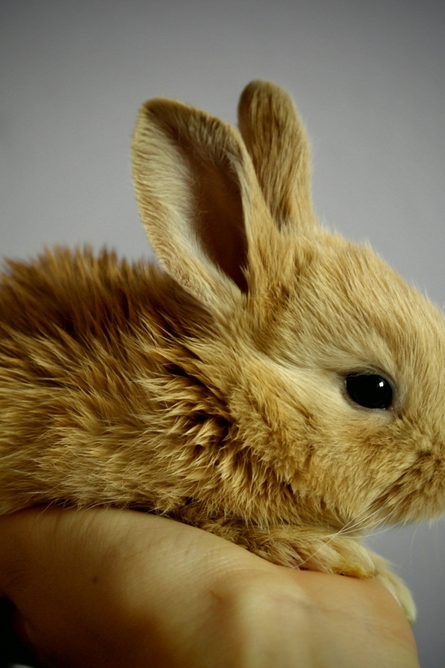 Маленький декоративный кролик на ладони 