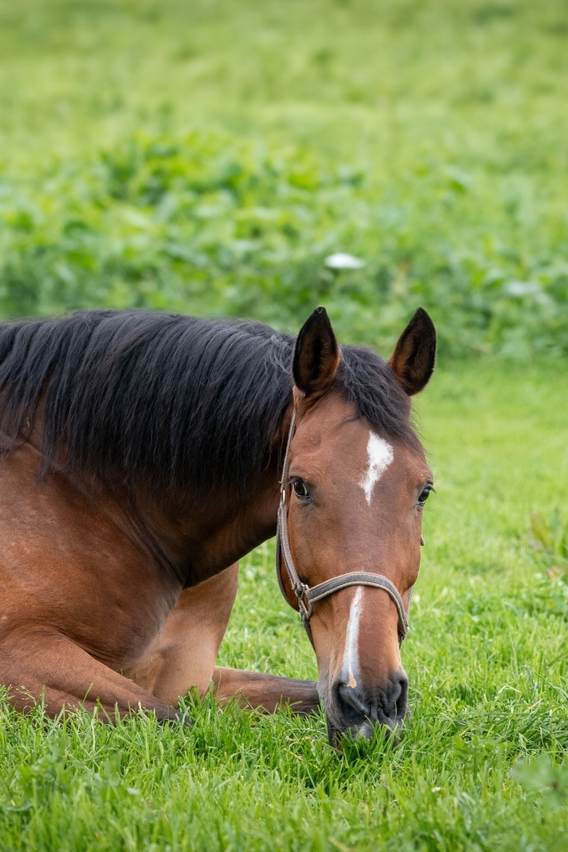 Большой коричневый конь лежит на зеленой траве