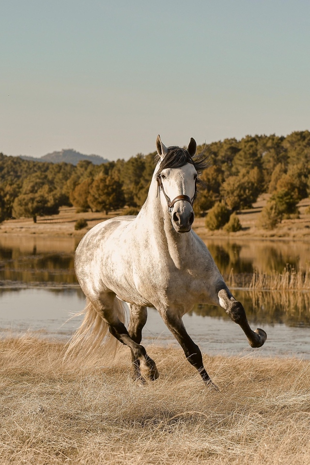 Большая белая лошадь скачет по траве у реки