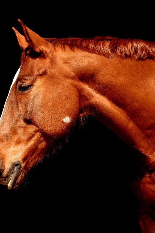 Красивая коричневая лошадь на черном фоне