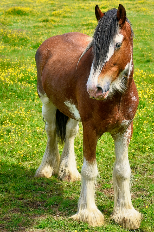 Красивая коричневая лошадь на зеленой траве
