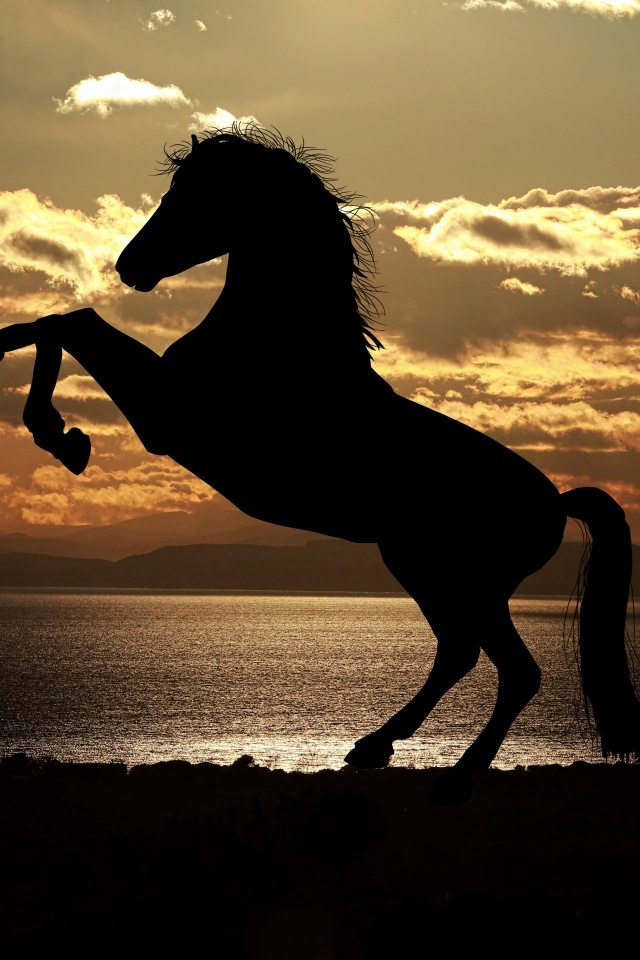 Красивый силуэт коня на закате солнца
