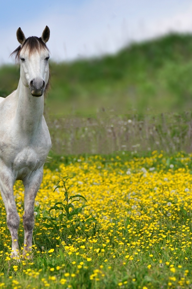 Красивая белая лошадь на поле с желтыми цветами