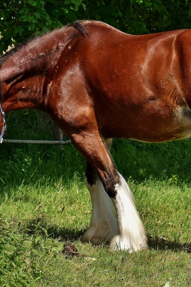 Большой красивый коричневый конь на зеленой траве