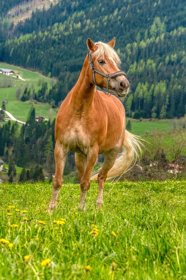 Большой коричневый конь на зеленой траве
