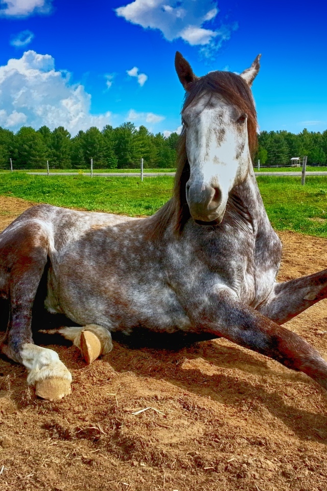 Большой конь лежит на земле на ферме 
