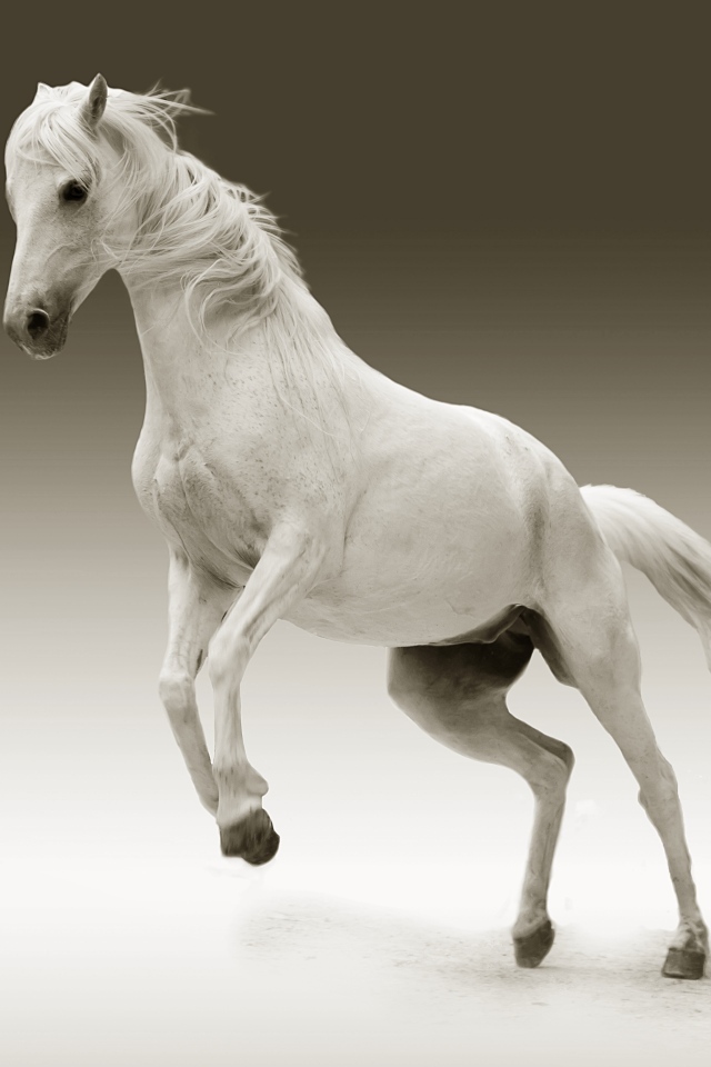 Большой белый конь на сером фоне
