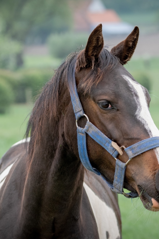 Коричневая с белыми пятнами лошадь крупным планом
