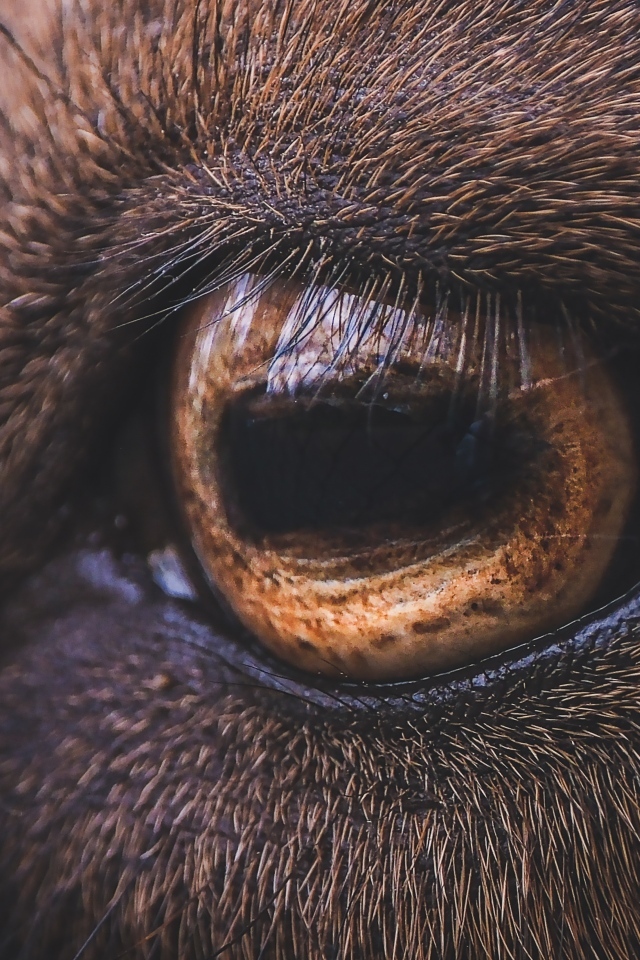 Коричневый глаз лошади крупным планом